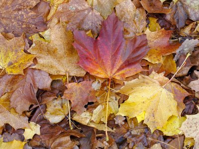 Autumn leaves, Efterrsblade 1