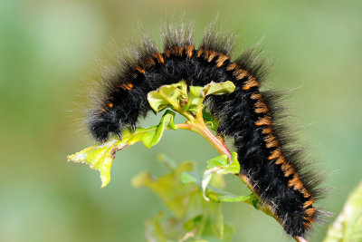 Fox Moth, Macrothylacia rubi, Brombrspinder 2