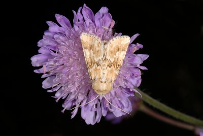 Dusky Sallow, Eremobia ochroleuca 1