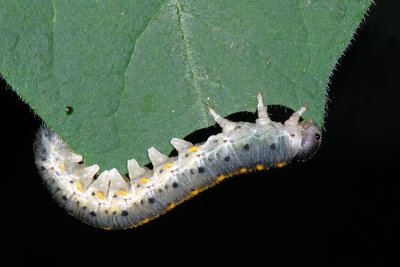 Caterpillar 5
