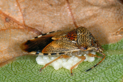 Parent Bug, Elasmucha grisea, Almindelig birketge 1