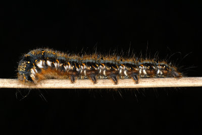 Drinker, Euthrix potatoria, Græsspinder 6