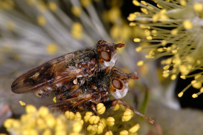 Myopa tessellatipennis 1