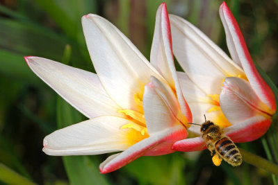 Bee and tulip 1