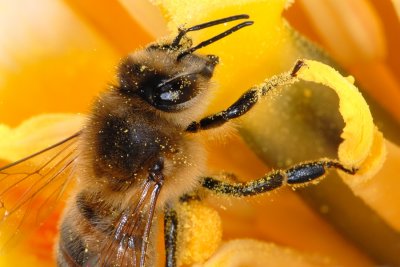 Bee and tulip 5