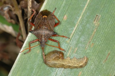 Spiked Shield Bug, Picromerus bidens, Torntge 4