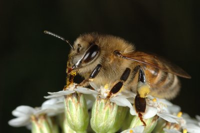 Bee collecting pollen 1