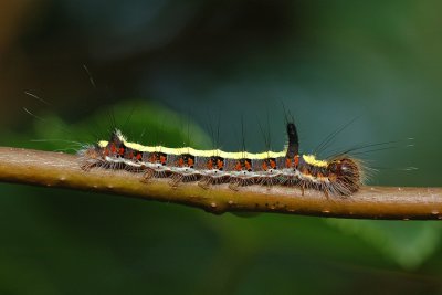 Grey Dagger, Acronicta psi, Psiugle 1