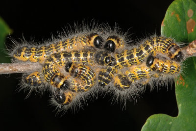 Buff-tip, Phalera bucephala, Måneplet 4