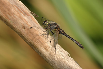 Black Darter, Sympetrum danae, Sort Hedelibel 6