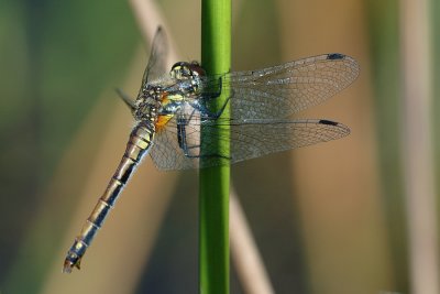 Black Darter, Sympetrum danae, Sort Hedelibel 7