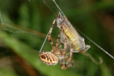 Spiders lunchbox 3