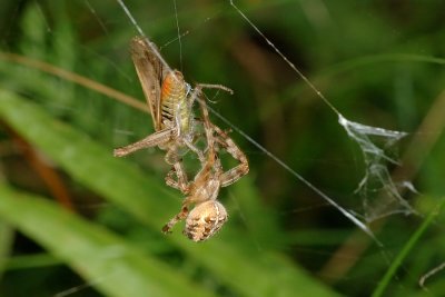 Spiders lunchbox 1