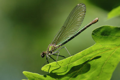 Banded Demoiselle, Calopteryx splendens, Blbndet pragtvandnymfe 1