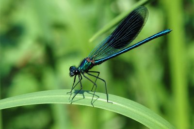 Banded Demoiselle, Calopteryx splendens, Blbndet pragtvandnymfe 2