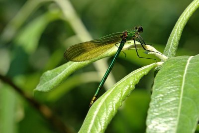 Banded Demoiselle, Calopteryx splendens, Blbndet pragtvandnymfe 6