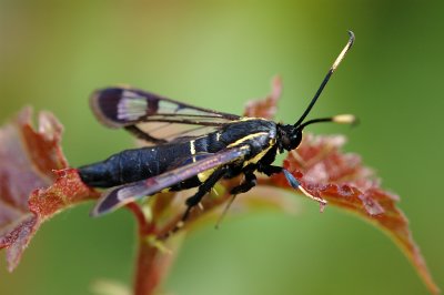 White-barred Clearwing, Synanthedon spheciformis 2