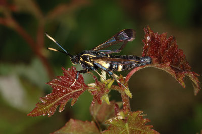 White-barred Clearwing, Synanthedon spheciformis 3