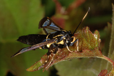 White-barred Clearwing, Synanthedon spheciformis 4