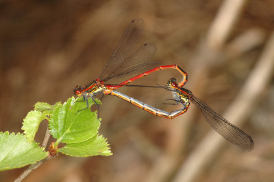 Large Red Damsel, Pyrrhosoma nymphula, Rd Vandnymfe 3