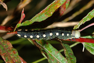 Bedstraw Hawk-moth, Hyles gallii, Snerresværmer 6