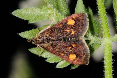 Pyrausta aurata 1