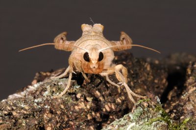 Angle Shades, Phlogophora meticulosa, Agatugle 3