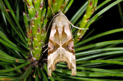 Angle Shades, Phlogophora meticulosa, Agatugle 4