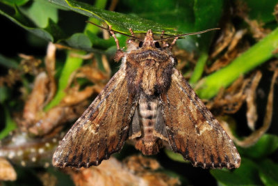 Clouded-bordered Brindle, Apamea crenata 1