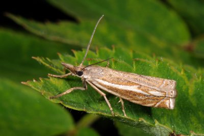 Crambus lathoniellus 1