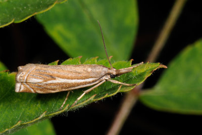 Crambus lathoniellus 2