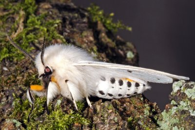 White Ermine, Spilosoma lubricipeda, Almindelig tigerspinder 2