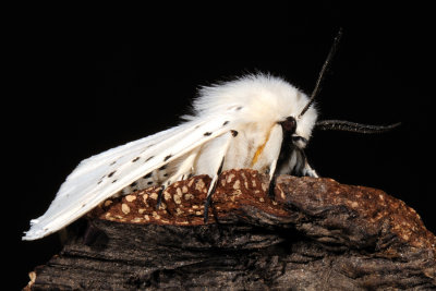 White Ermine, Spilosoma lubricipeda, Almindelig tigerspinder 3