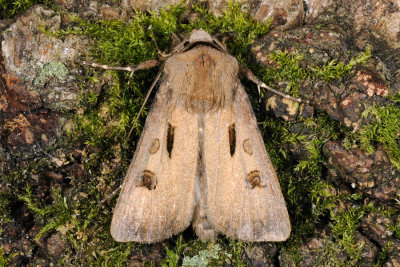Heart & Dart, Agrotis exclamationis, Udråbstegnugle 1