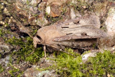 Heart & Dart, Agrotis exclamationis, Udråbstegnugle 2