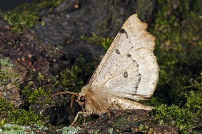 Scalloped Hazel, Odontopera bidentata, Takmåler 5