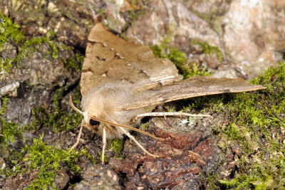 Scalloped Hazel, Odontopera bidentata, Takmåler 3