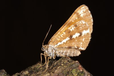 Bordered White, Bupalus piniaria, Fyrremåler 4