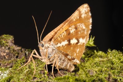 Bordered White, Bupalus piniaria, Fyrremåler 3