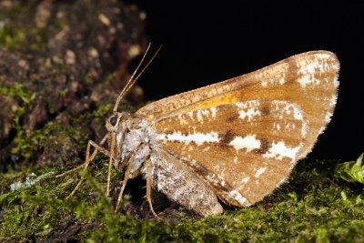 Bordered White, Bupalus piniaria, Fyrremåler 2