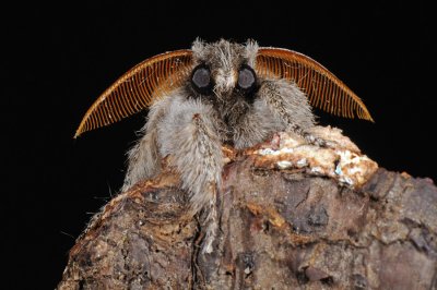 Pale Tussock, Calliteara pudibunda, Bgenonne 3