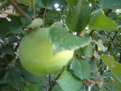 DSCN0465.jpg