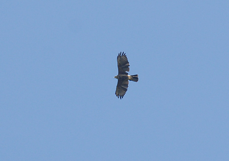 Harriss Hawk