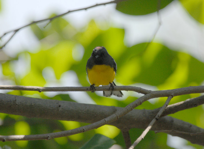 Slate-throated Whitestart