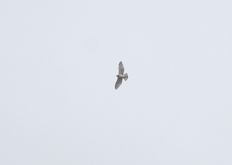 White-throated Hawk?