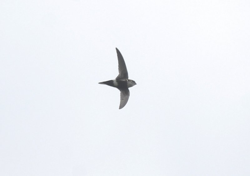 White-tipped Swift