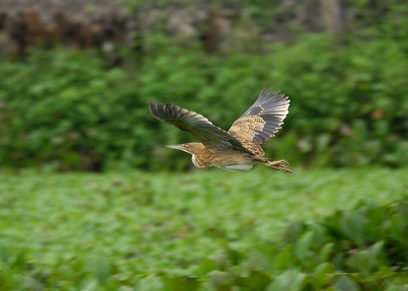 Pinnated Bittern2