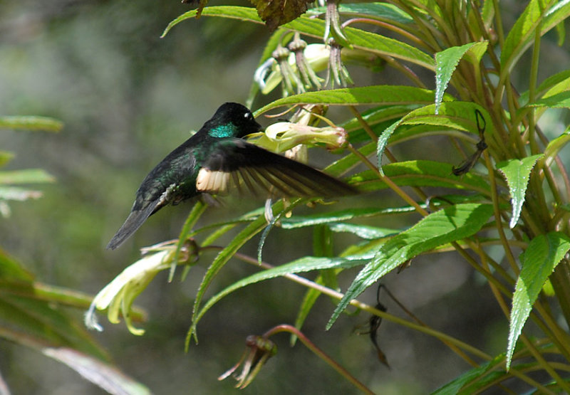 Buff-winged Starfrontlet