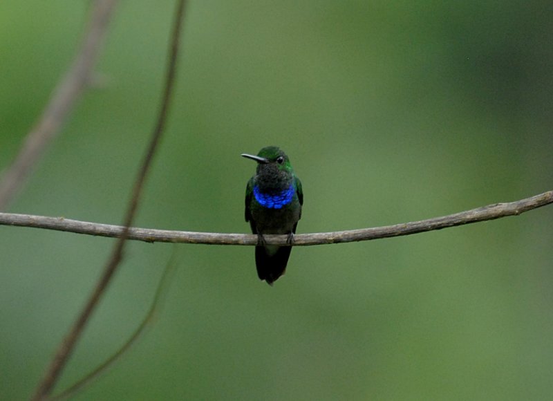 Purple-chested Hummingbird