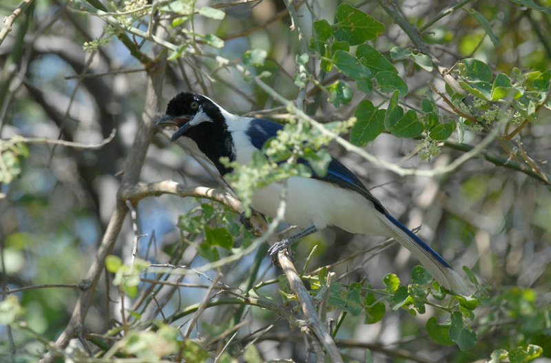 White-tailed Jay3